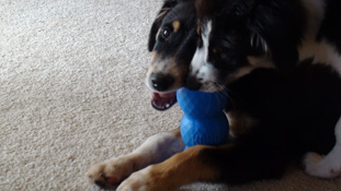 Twizzler & Reeses sharing